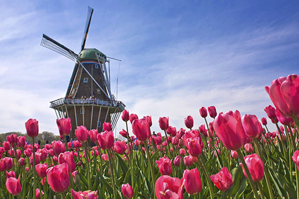 Campo de tulipanes, Holanda